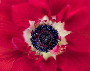 Flower, Plant, Macro HD wallpaper