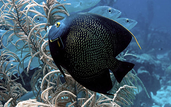 Animals, Underwater World, To Swim, Swim, Fish, Algae, Seaweed HD wallpaper