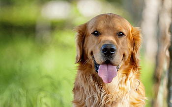 Golden Retriever, , Perfect pet companion, Friendly and gentle HD wallpaper