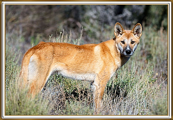 DINGO, NATURE, DOG HD wallpaper
