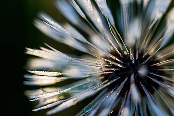 Drops, Plant, Macro, Dew, Close, Near HD wallpaper