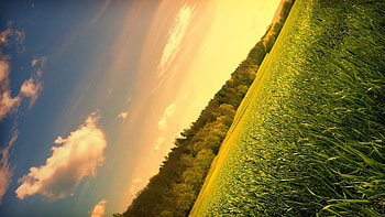 Nature, Trees, Sky, Field, Meadow, Angle, Corner HD wallpaper