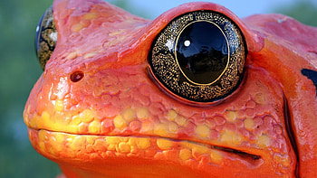 Red Frog Animals Nature Amphibian Macro Eyes Orange HD wallpaper
