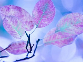 Purple leaf, purple, styel, art, leaf, nature HD wallpaper
