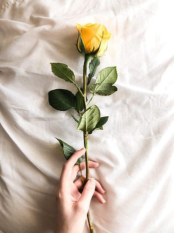 Flowers, Flower, Hand, Rose Flower, Rose, Cloth HD phone wallpaper