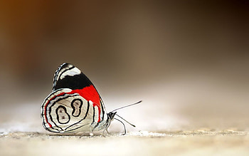 Super Butterfly, red and black, butterfly, super, tiny HD wallpaper