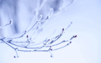 Background, Macro, Shine, Light, Branch, Frost, Hoarfrost HD wallpaper
