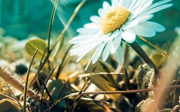 *** Daisy ***, nature, flowers, daisy, flower HD wallpaper