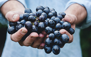 grapes in hands, grape harvest, fruit, grapes, vineyard, harvest, hands HD wallpaper