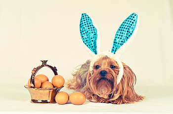 Happy Easter!, blue, dog, egg, animal, cute, bunny, basket, ears, funny, easter, caine HD wallpaper
