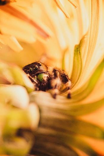 Flower, Macro, Petals, Spider HD phone wallpaper
