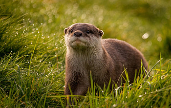Brown otter, animal, grass, otter, Brown HD wallpaper
