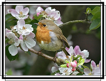 FRAMED BIRD., NATURE, FRAMED, , BIRD HD wallpaper