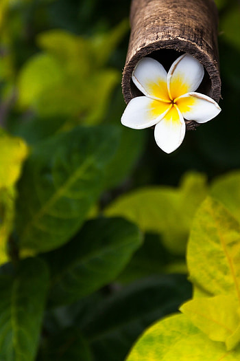 Frangipani in bamboo, Beauty in simplicity, Stunning flower pot, Nature's elegance HD phone wallpaper