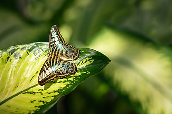Macro, Insect, Butterfly, Leaflet HD wallpaper