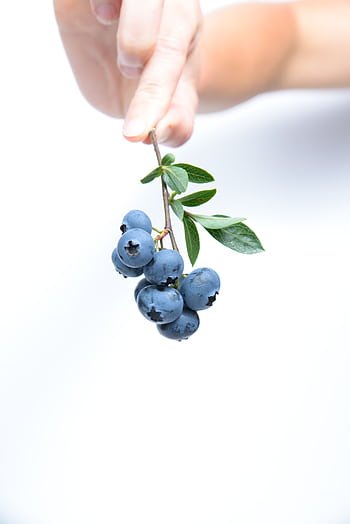Close-up of hand holding fresh blueberries on branch against white background. HD phone wallpaper
