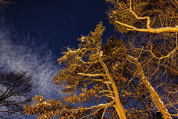 Winter Branches, Winter, Night nature, Trees, Nature, Night, Branches HD wallpaper