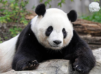 panda, nature, wild, china HD wallpaper