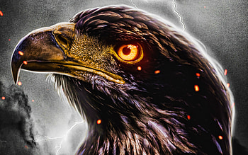 Golden eagle, , wildlife, fiery eyes, artwork, eagles, Aquila chrysaetos, bird of prey, predatory birds, creative, abstract eagle HD wallpaper