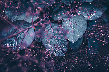 Leaves, Drops, Plant, Macro, Wet, Branches HD wallpaper