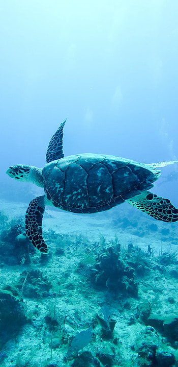 Underwater wonders, Stunning turtle , backgrounds, Samsung Galaxy S8 HD phone wallpaper