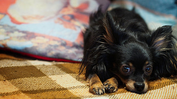 Animals, To Lie Down, Lie, Dog, Sadness, Puppy, Sorrow HD wallpaper