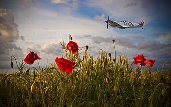 Flowers for memories, poppies, plane, flowers, war world HD wallpaper
