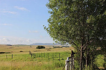 Farm, trees, fields, peace, green HD wallpaper