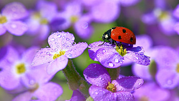 Red Ladybug Is Sitting On Purple Flower Petals With Water Drops In Blur Background Ladybug HD wallpaper