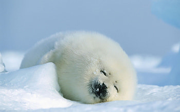 Cute seal , Adorable creatures, Marine life, Playful HD wallpaper