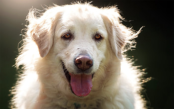 Akbash Dog, Dog , , Canine companion HD wallpaper