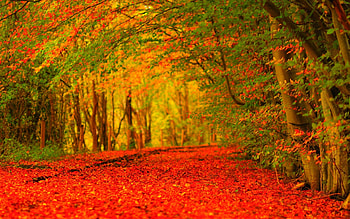 fall backgrounds | ololoshenka | Pinterest | Fall backgrounds and Computer backgrounds HD wallpaper