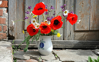 Plants, Flowers, Bouquets HD wallpaper