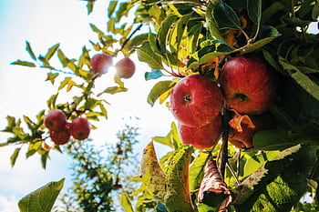 Vibrant red apples glistening with dewdrops hang from a branch in a sunlit orchard. HD wallpaper