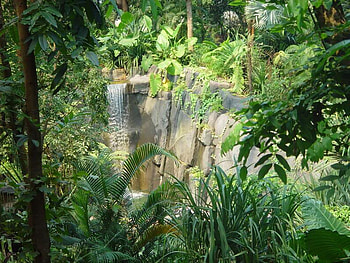 Masoala Waterfall, falls, trees, water, fern HD wallpaper