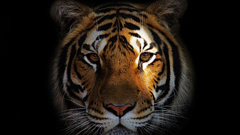 Lion Closeup, animals, lion, tiger HD wallpaper