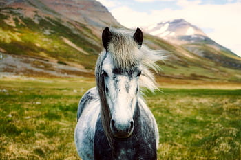 A beautiful horse in a vibrant green pasture with stunning mountain backdrop. HD wallpaper