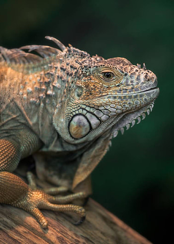 Iguana iguana, Animal graphy, Fiery creature, Jester art HD phone wallpaper