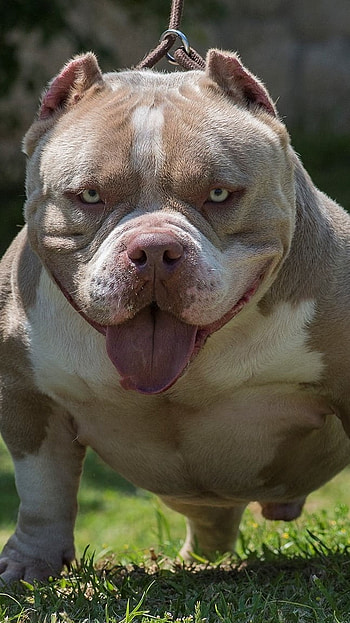 American Bully, Dog Breeds HD phone wallpaper