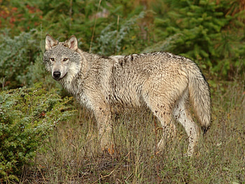 Animals, Wolfs HD wallpaper