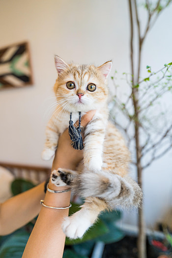 Animals, Cat, Pet, Hands, Sight, Opinion HD phone wallpaper