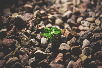 A small green sprout grows amidst scattered stones, symbolizing life and resilience. HD wallpaper