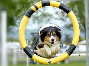 Agility training tips, Starting agility training, Agility training with, Firstvet tips HD wallpaper