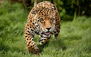 Animals, Grass, Leopard, Big Cat, Run Away, Run HD wallpaper