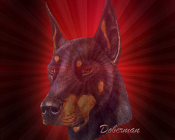 Dobie 02, coms3 HD wallpaper