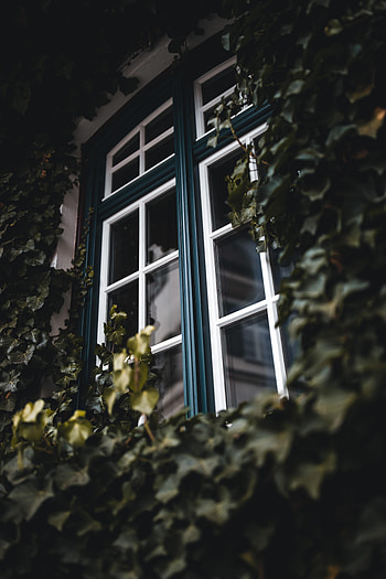 Leaves, Plant, Miscellanea, Miscellaneous, Window, Ivy HD phone wallpaper