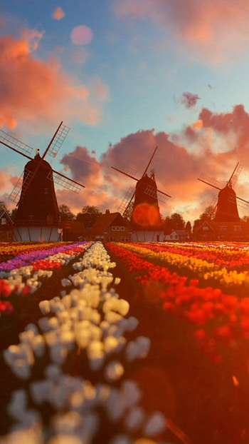 Netherlands, Farms HD phone wallpaper