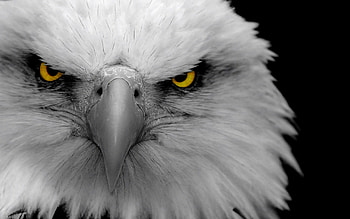 eagle, brid, back and white, eyes, beautiful HD wallpaper