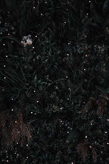 Flowers, Grass, Leaves, View From Above, Dark HD phone wallpaper
