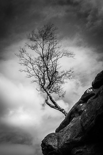 Nature, Wood, Tree, Precipice, Break, Bw, Chb, Slope HD phone wallpaper